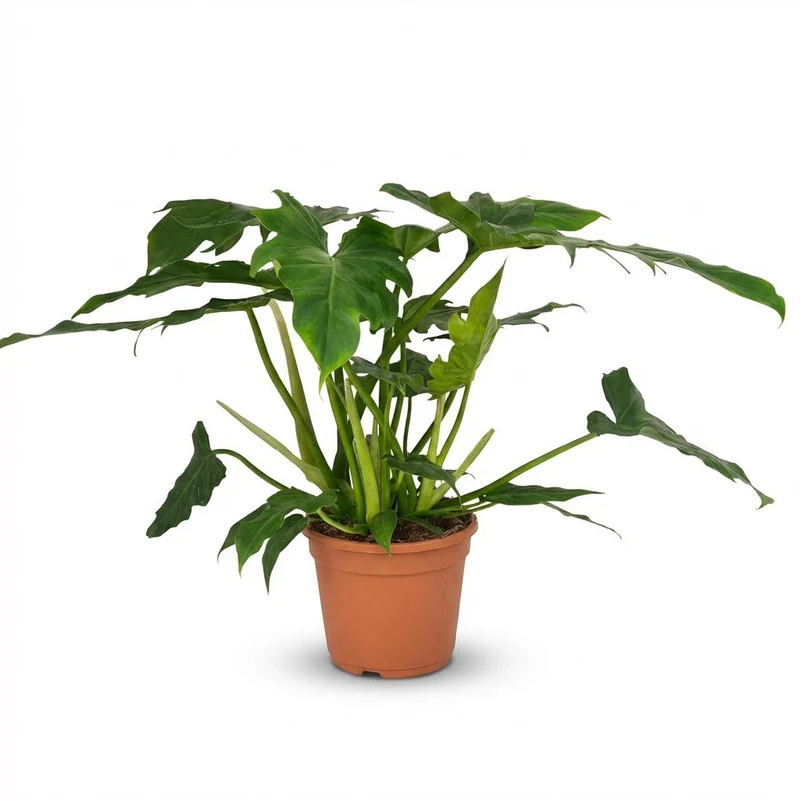 Philodendron Lacerum
