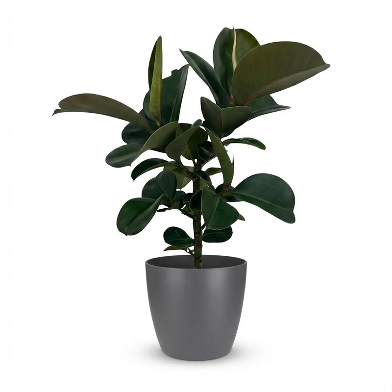 Rubberplant (Ficus Elastica Cloe) met grijze pot