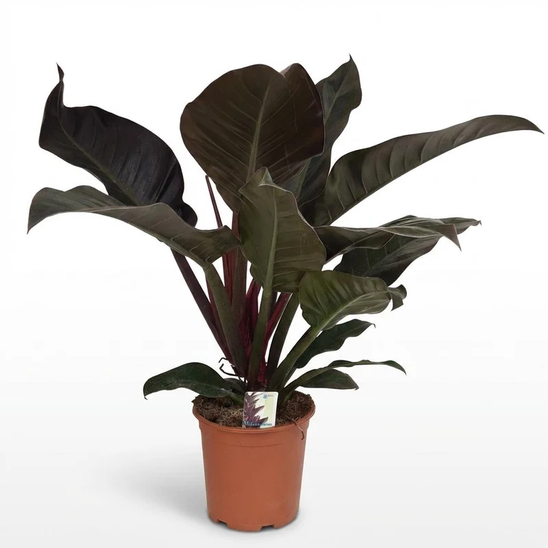 Philodendron Imperial Red