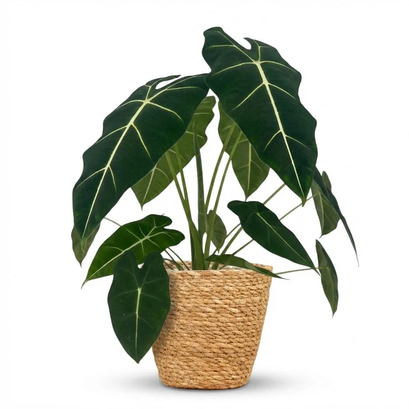 Olifantsoor (Alocasia Frydek) met Mand