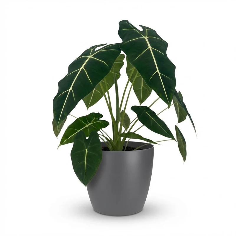 Olifantsoor (Alocasia Frydek) met grijze pot