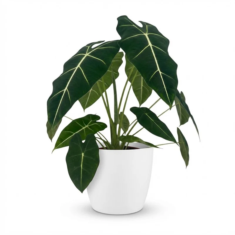 Olifantsoor (Alocasia Frydek) met witte pot
