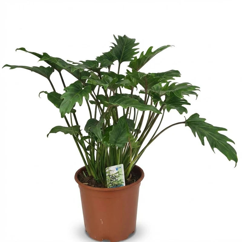Philodendron Xanadu