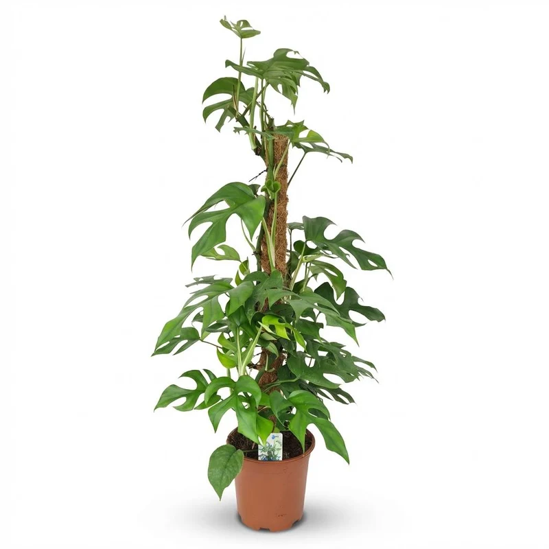 Mini Gatenplant