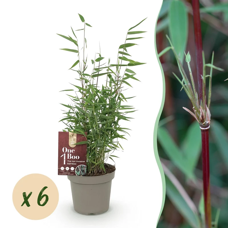 6x Fargesia nitida Red Dragon