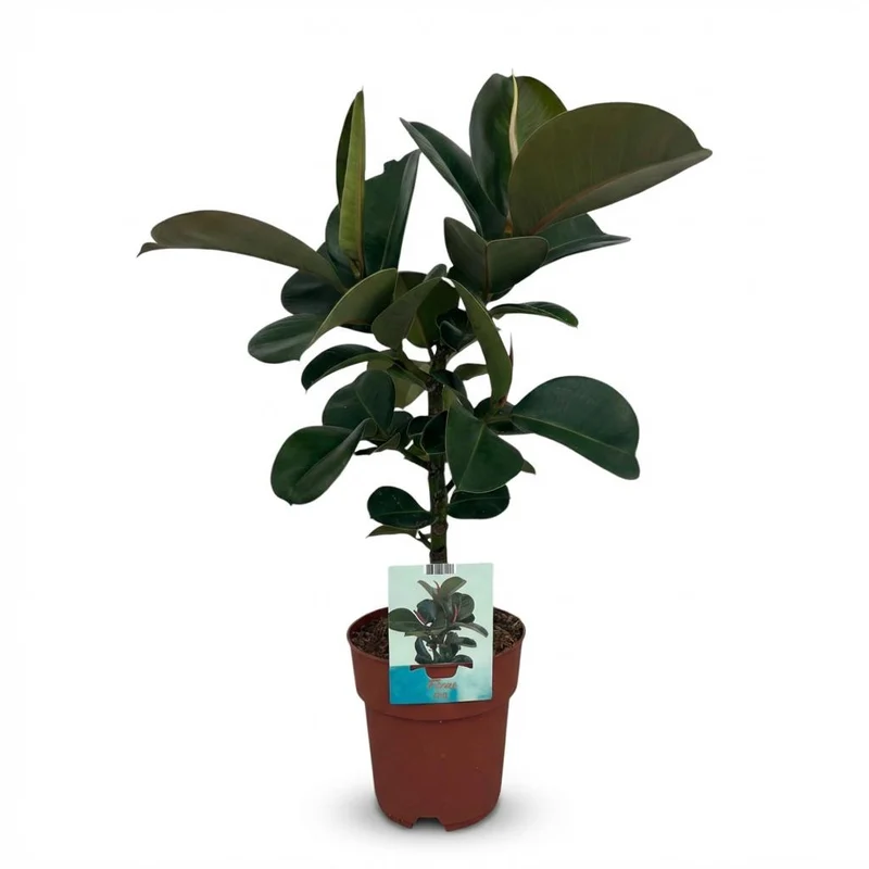 Rubberplant (Ficus Elastica Cloe)