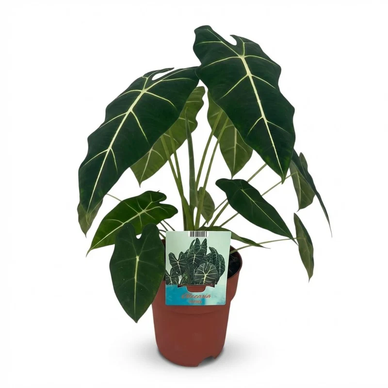 Olifantsoor (Alocasia Frydek)