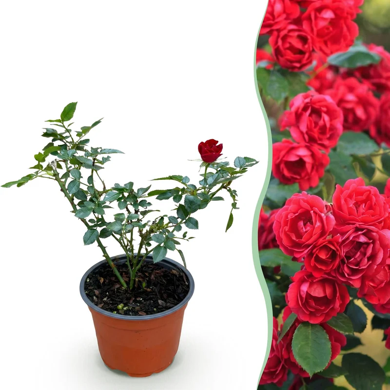 Rosa Rote The Fairy