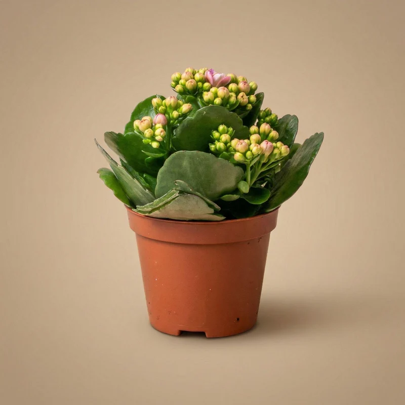3x Kalanchoë - Potmaat