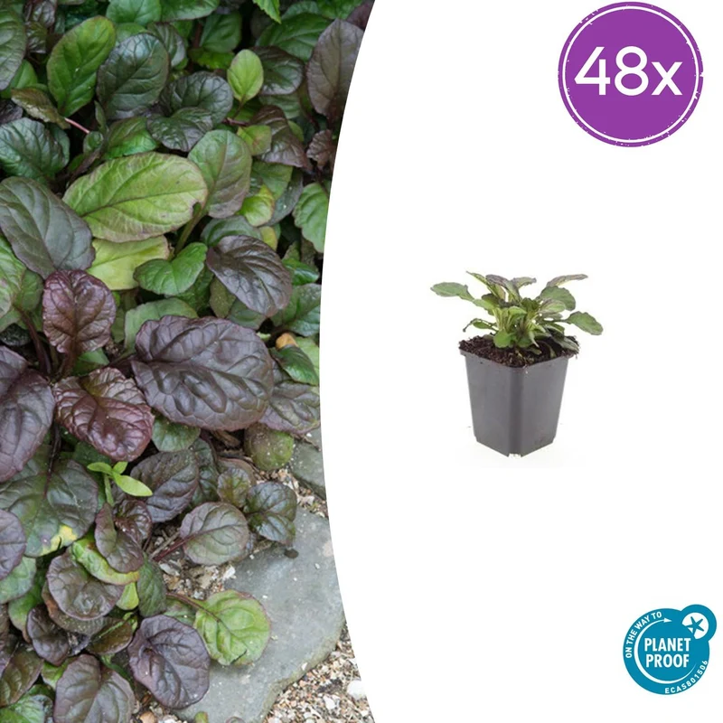 48x Ajuga reptans 'Catlin's Giant'