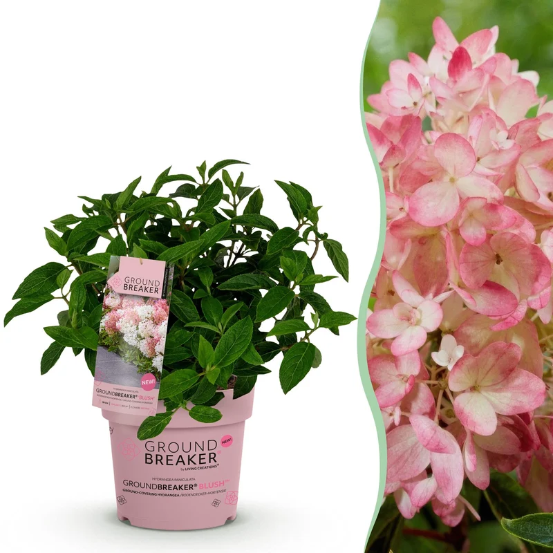 Hydrangea panniculata Groundbreaker Blush