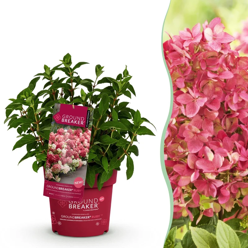 Hydrangea panniculata Groundbreaker Ruby