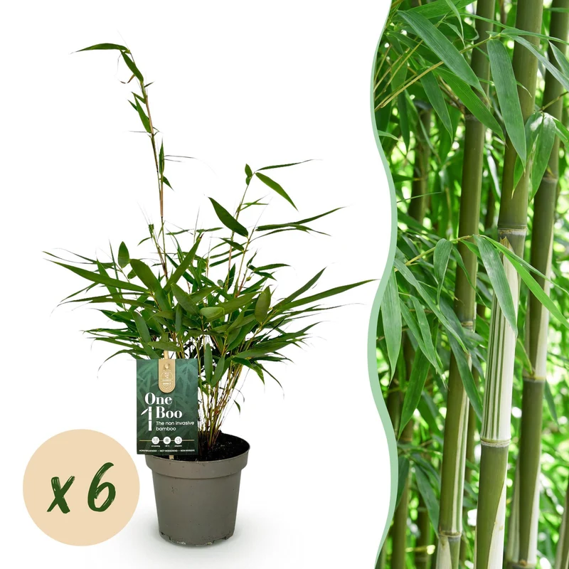 6x Fargesia robusta Pingwu, bladhoudende bamboe voor de tuin