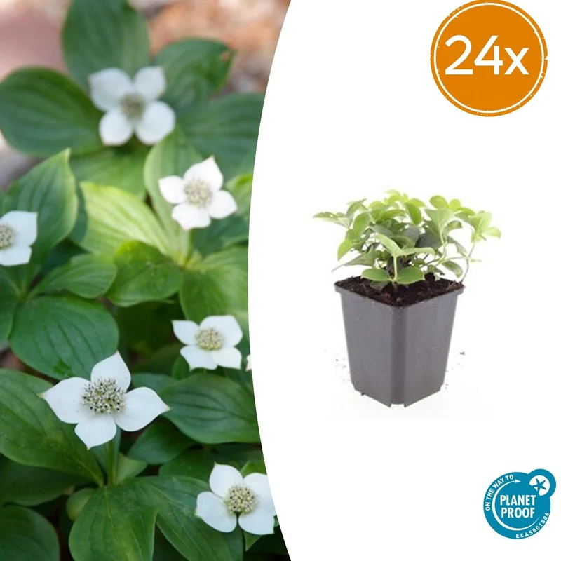 24x Cornus canadensis