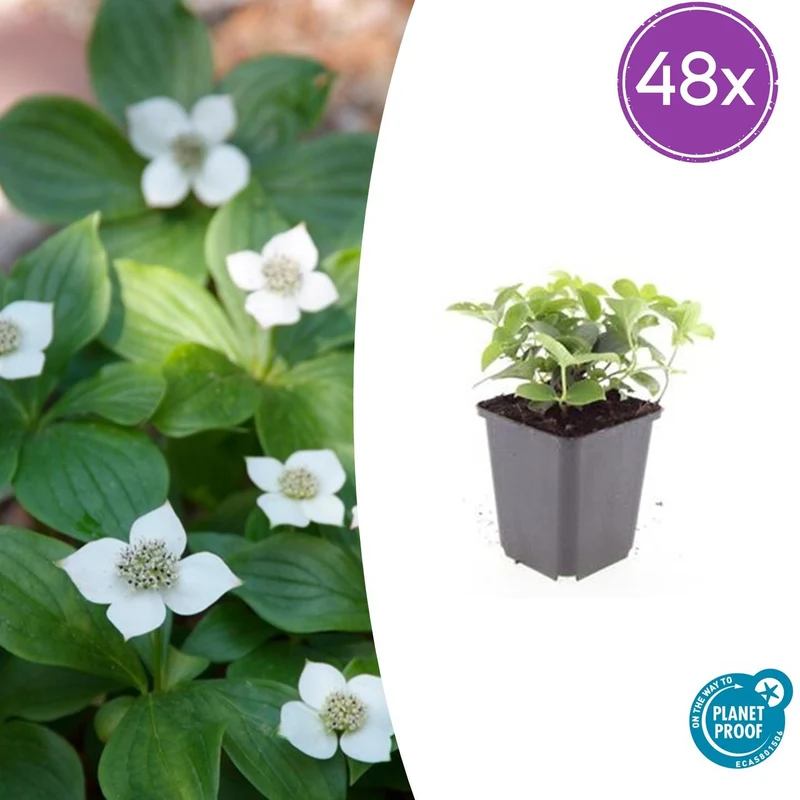 48x Cornus canadensis
