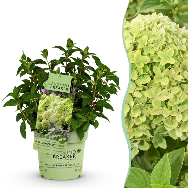 Hydrangea panniculata Groundbreaker Greeny