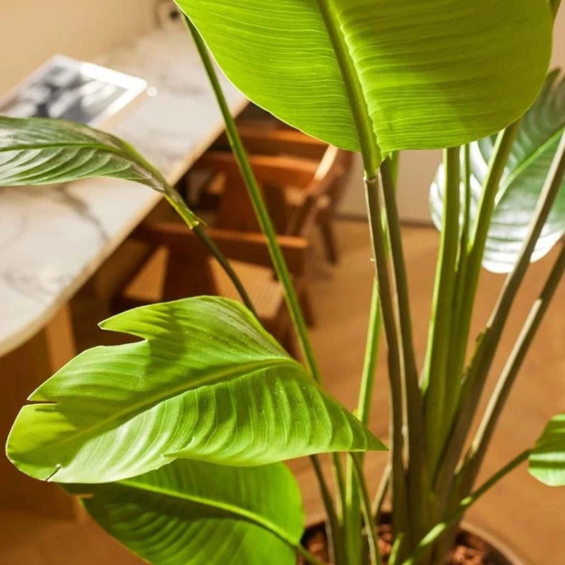 Strelitzia nicolai