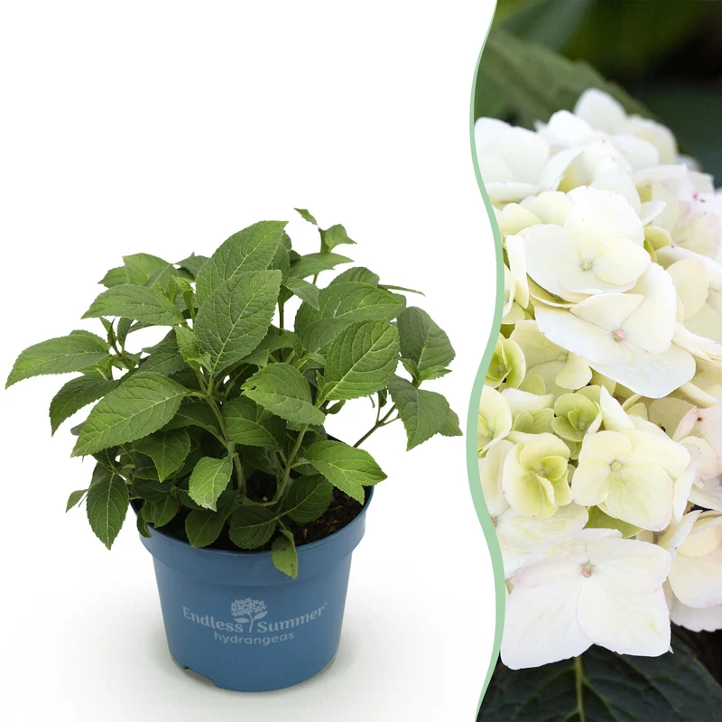 Hortensia Endless Summer The Bride