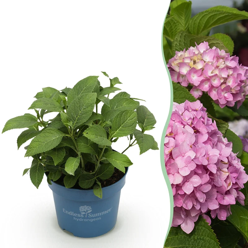 Hortensia Endless Summer The Original Pink
