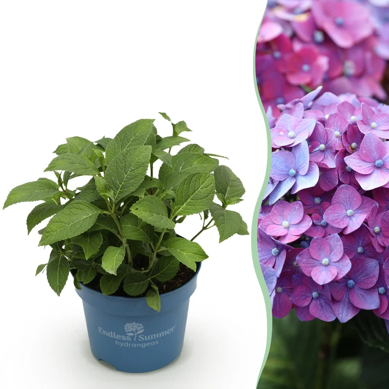 Endless Summer hortensia Summer Love Purple