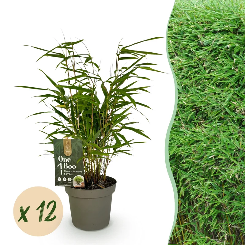 12x Fargesia rufa
