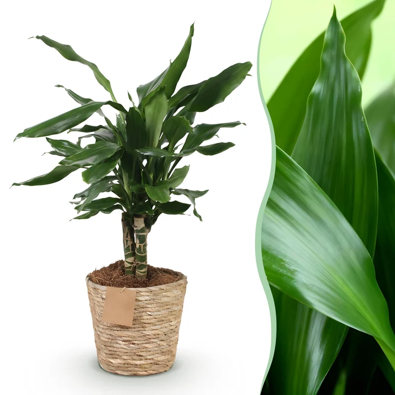 Dracaena fragrans Steudneri