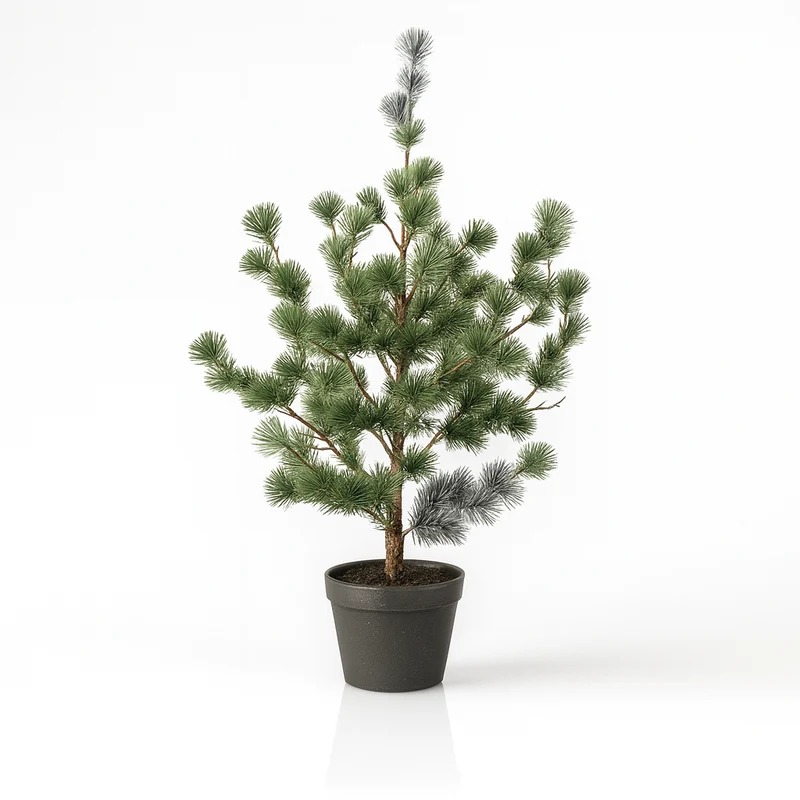 Dennenboom (Cedar Pine)