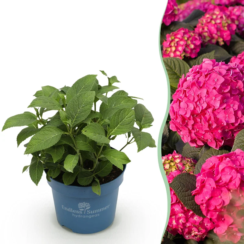 Hortensia Endless Summer Summer Love Red