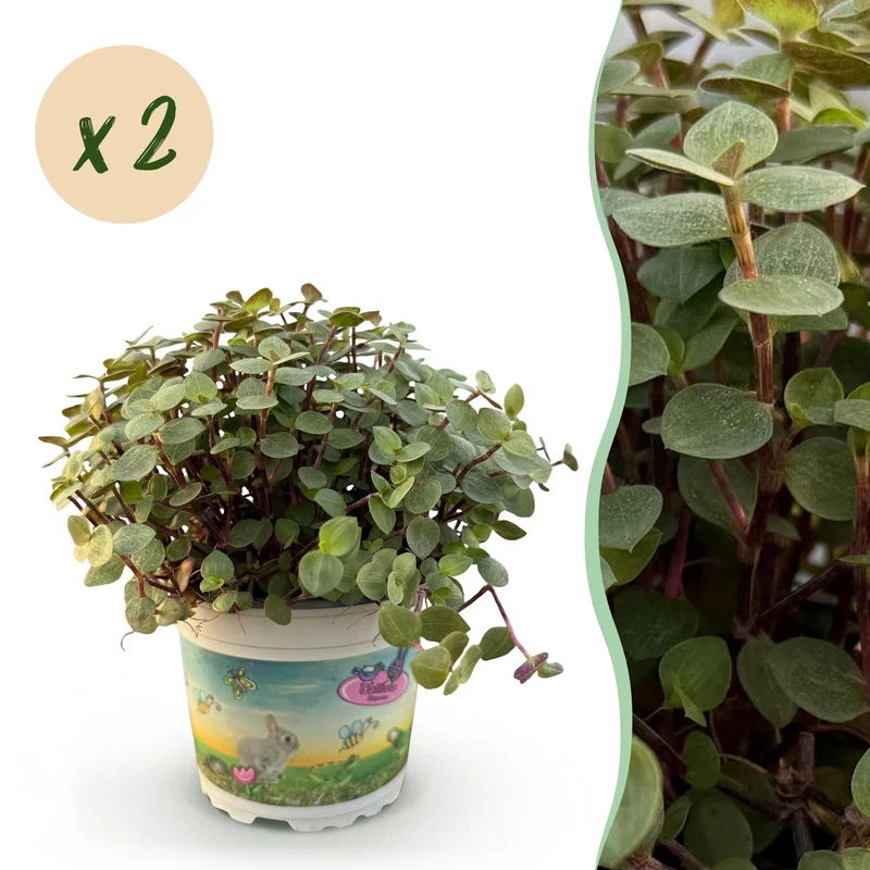 2x Calissia repens