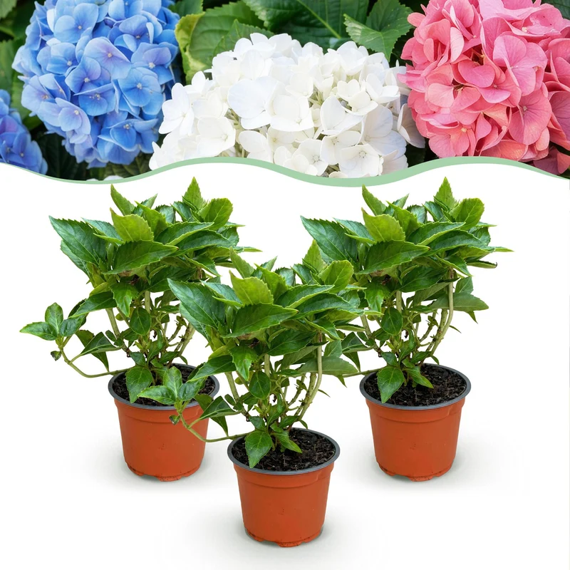 Hydrangea macrophylla Tricolour