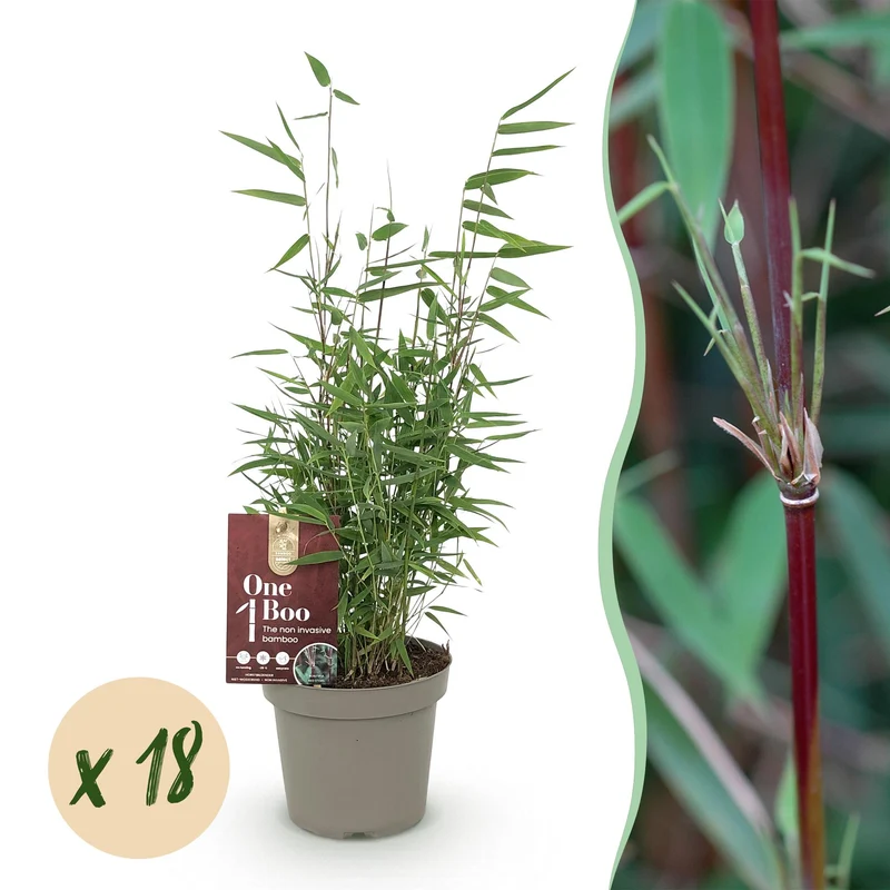18x Fargesia nitida Red Dragon