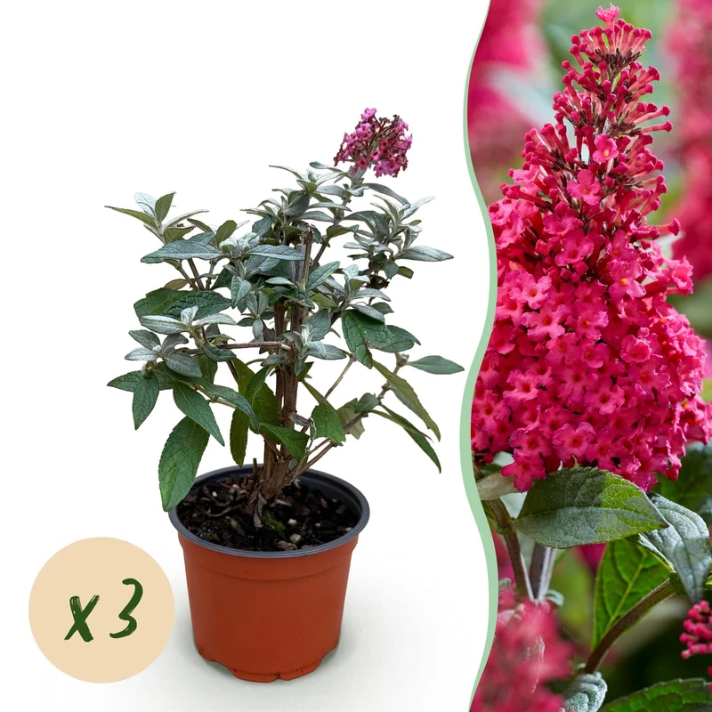 3x Buddleja davidii Butterfly Candy Little Ruby