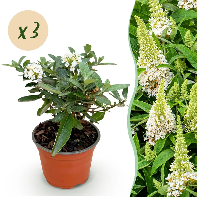3x Buddleja davidii Butterfly Candy Little White