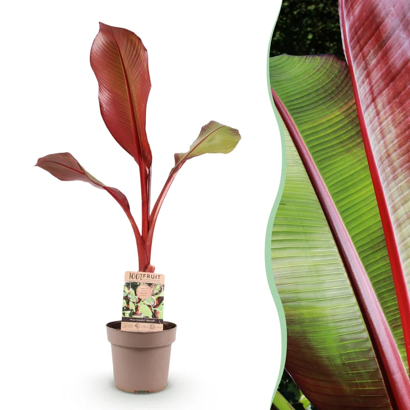 Sierbananenboom Musa Ensete Maurelli