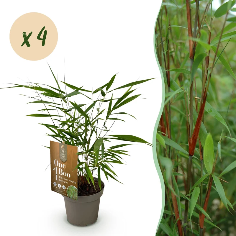 4x Fargesia scabrida Asian Wonder