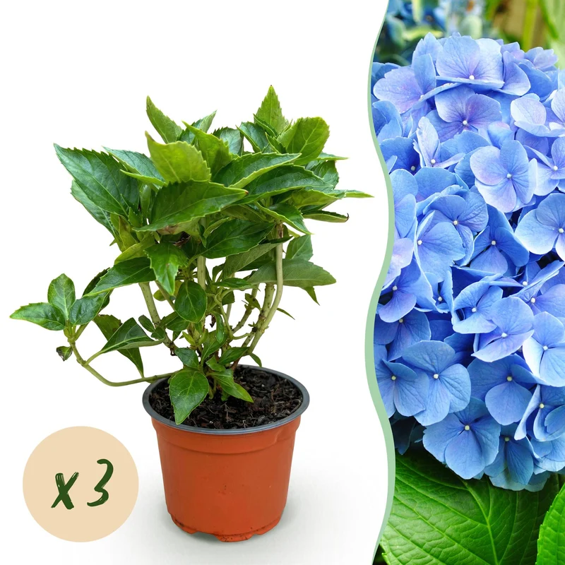3x Hydrangea macrophylla Blauw