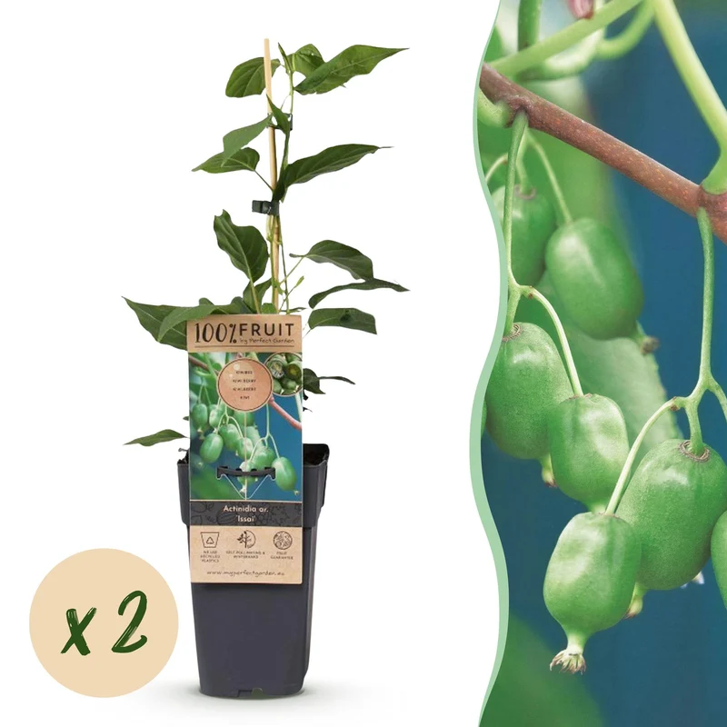 2x Kiwibessenplant Issai