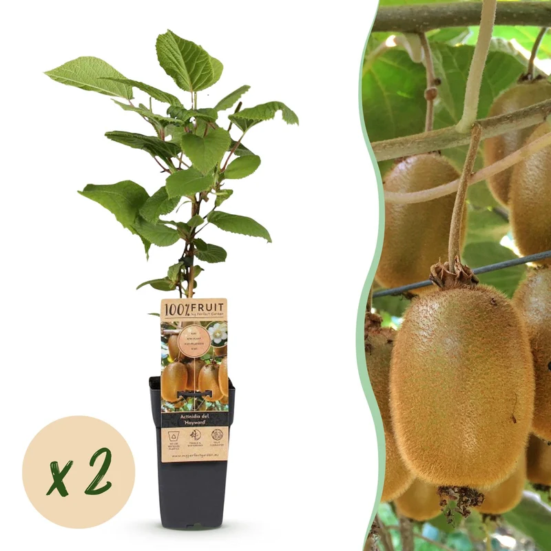 Kiwiplant Hayward, fruitgewas voor de tuin