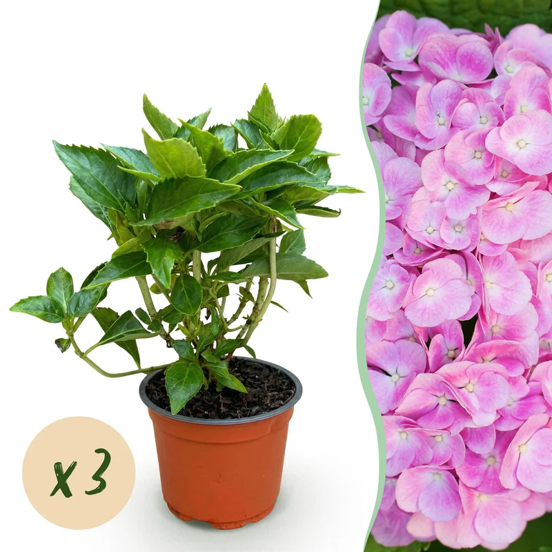 3x Hydrangea macrophylla Roze