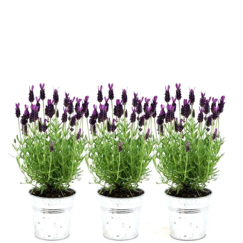 Lavandula stoechas Anouk® in 'Old Look' sierpot