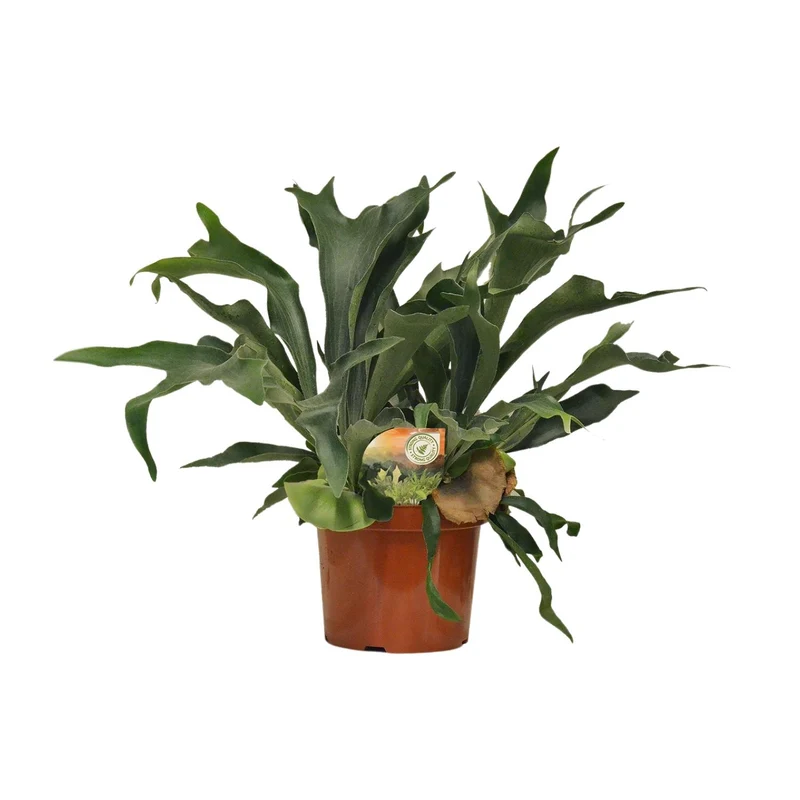 Platycerium Bifurcatum