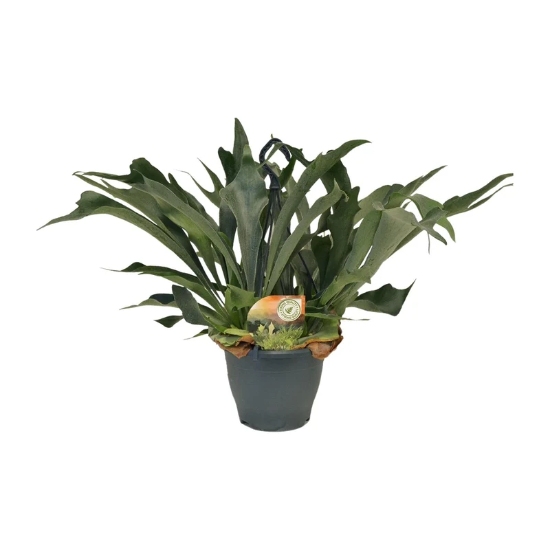 Platycerium Bifurcatum