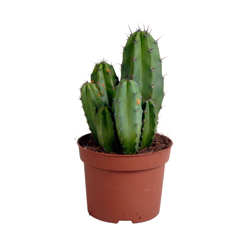Polaskia chula