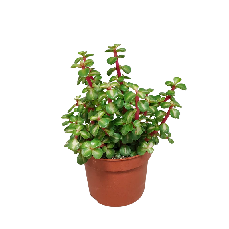 Portulacaria afra mediopicta