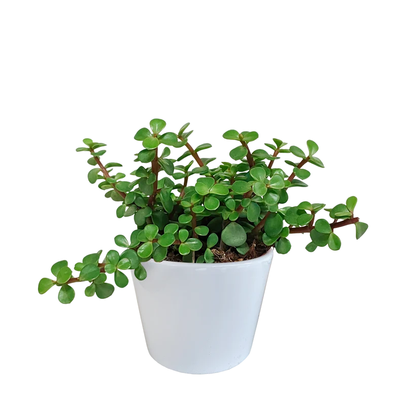 Portulacaria afra - in witte pot