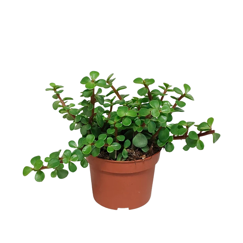 Portulacaria afra - zonder pot