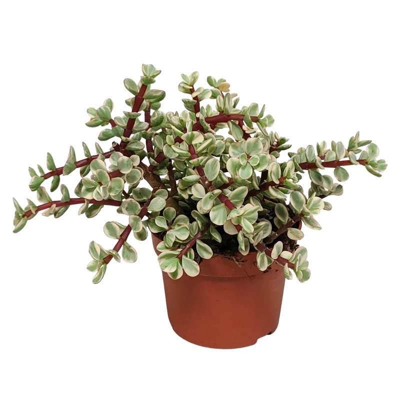Portulacaria afra Variegata