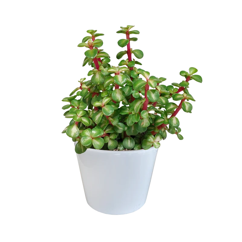 Portulacaria afra mediopicta