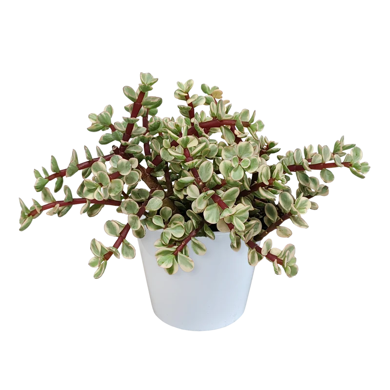 Portulacaria afra Variegata