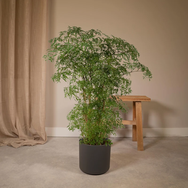 Polyscias Fruticosa (Aralia)